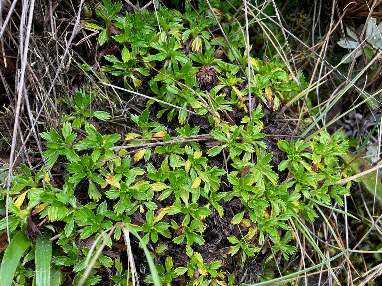 Azorella 5