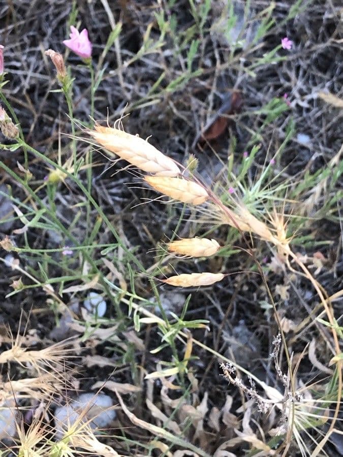 Bromus japonicus