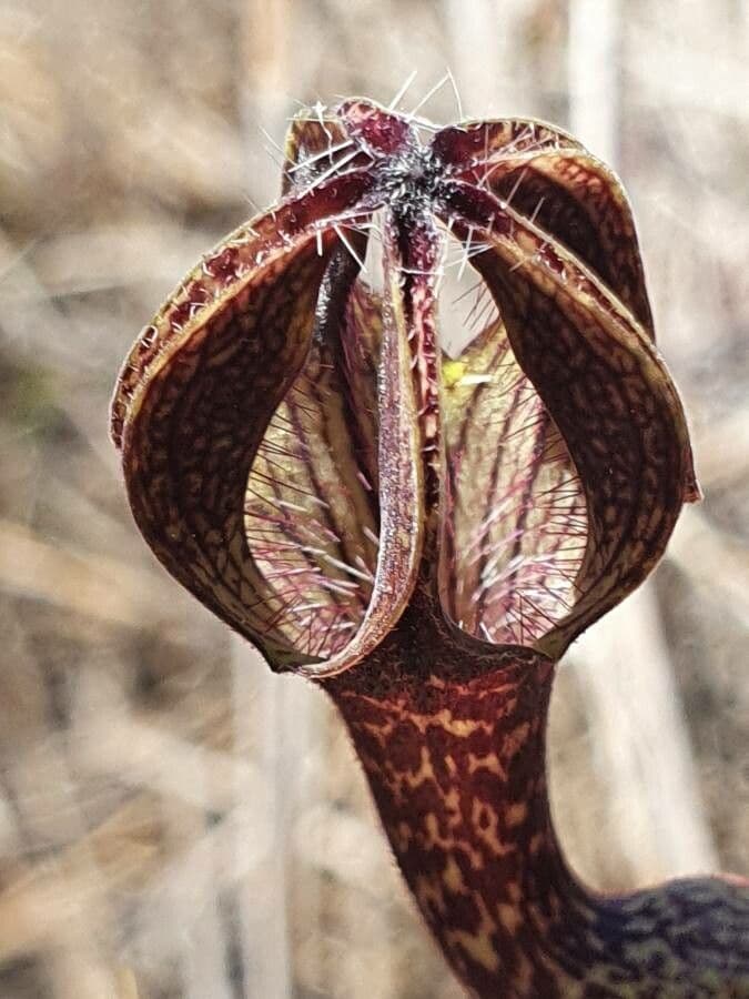 Ceropegia 4