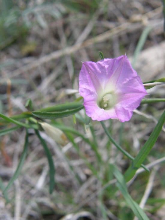 Ipomoea 6