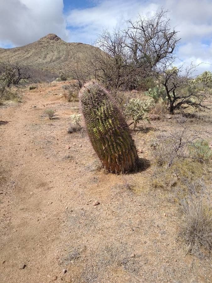 Cactus barile di Leconte 15