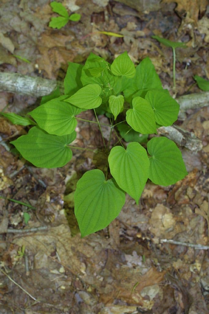 Dioscorea villosa 13