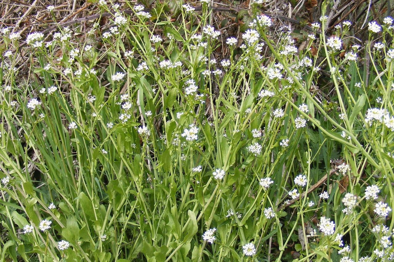 Calepina irregular 15
