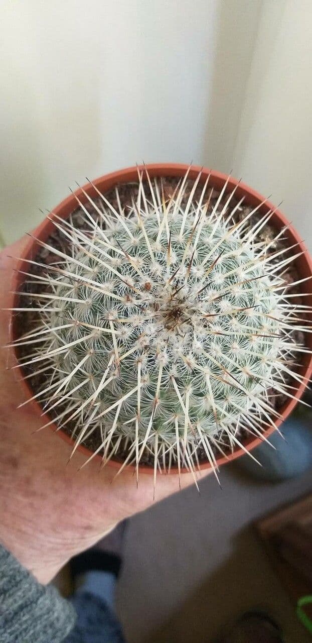 Cuscino della suocera 20