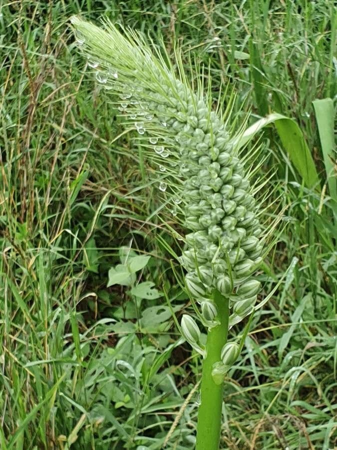 Albuca 13