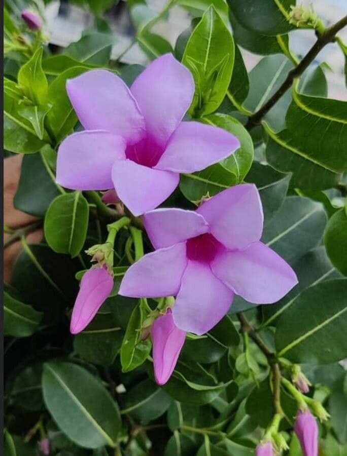 Cryptostegia 6