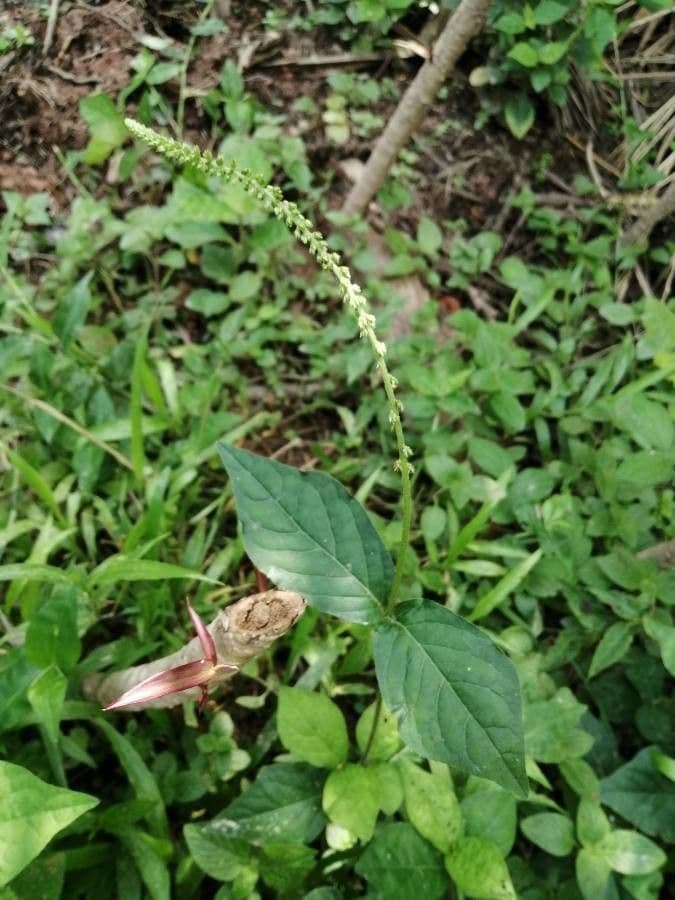 Cyathula prostrata 16