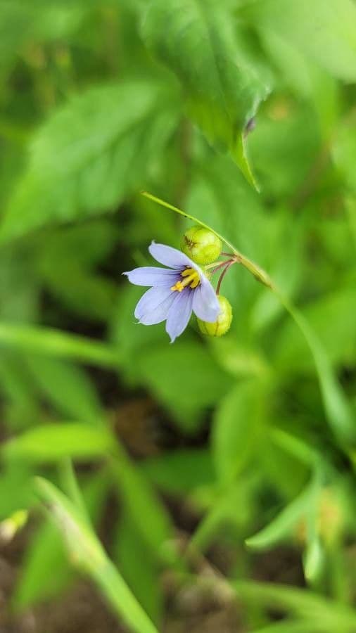 Schmalblättriges Blauaugengras 2