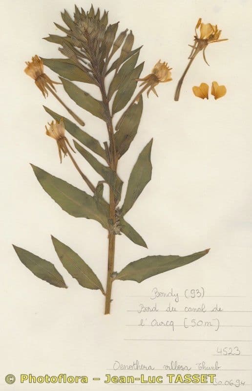 Hairy evening primrose 3