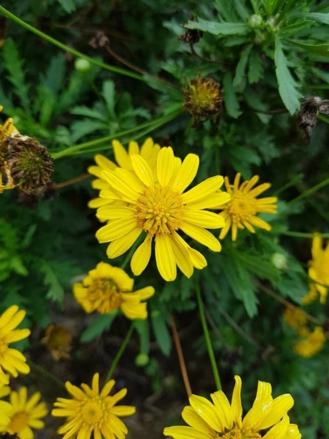 Gold-Euryops 5