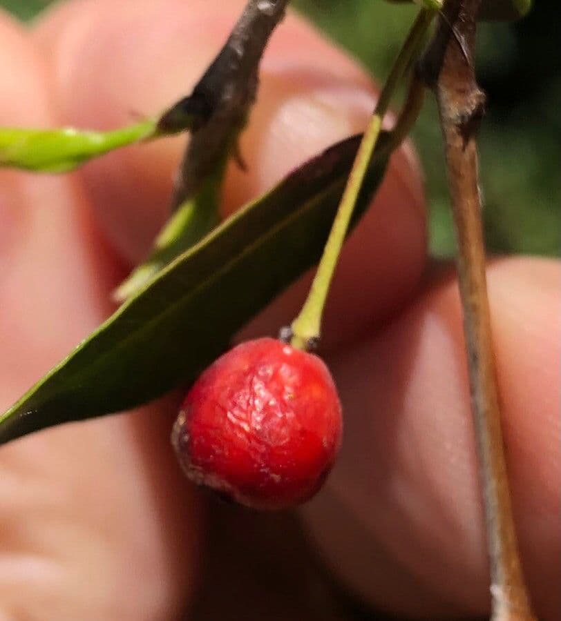 Blepharocalyx 3