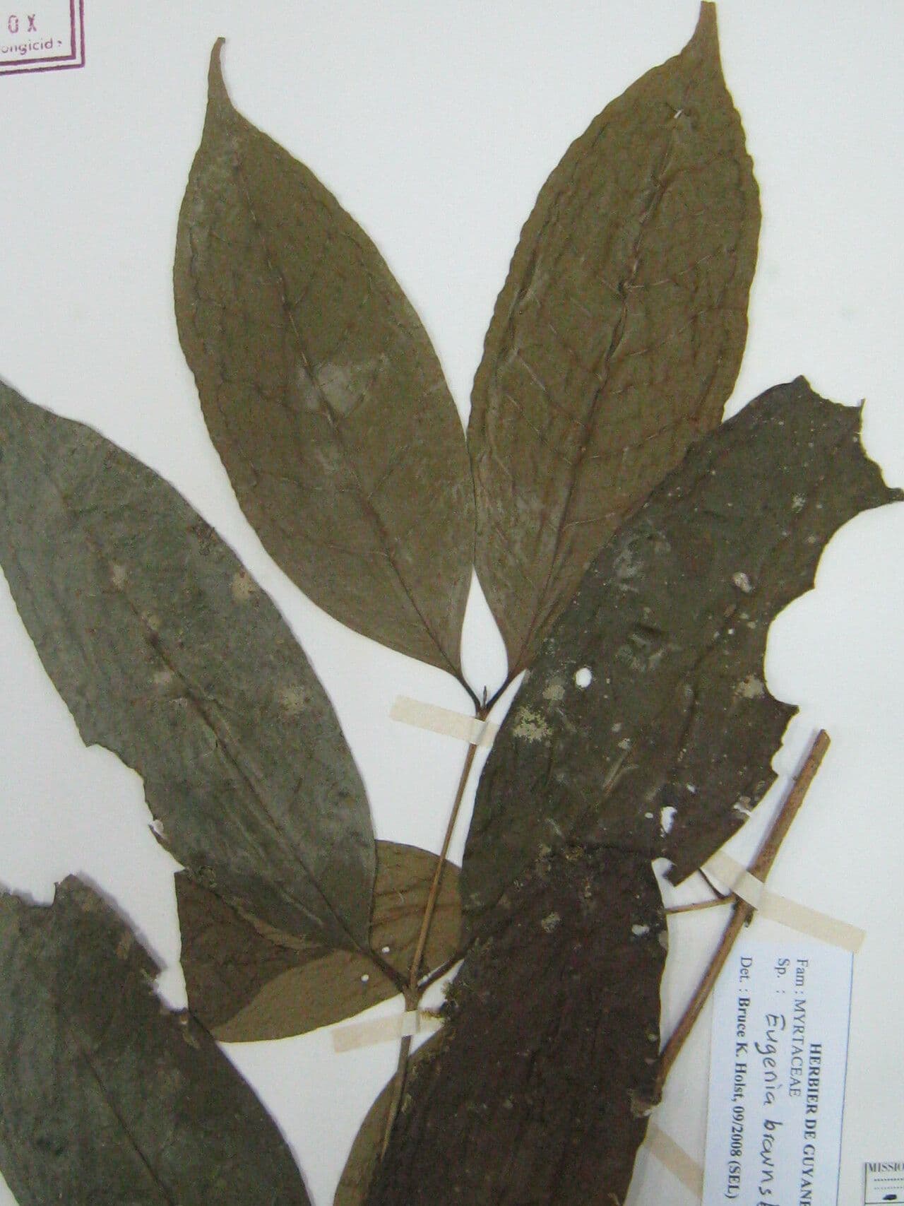 Eugenia 8
