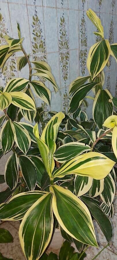 Costus arabo 11