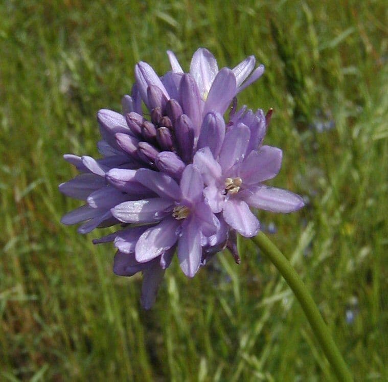 Dichelostemma congestum