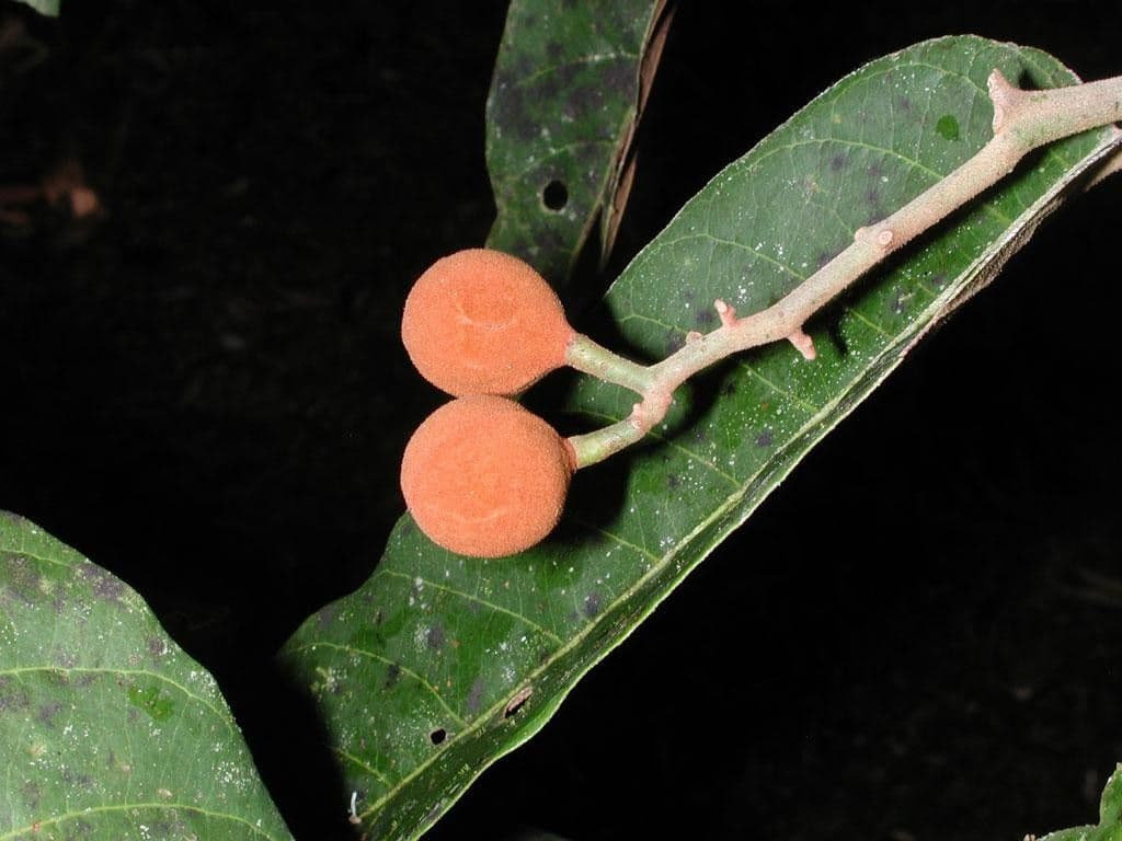 Virola sebifera 3