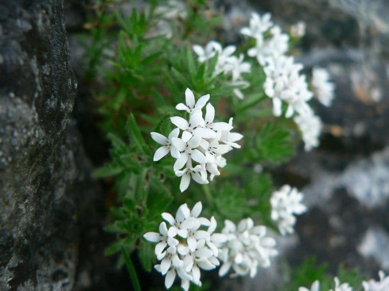 Asperula peluta 9