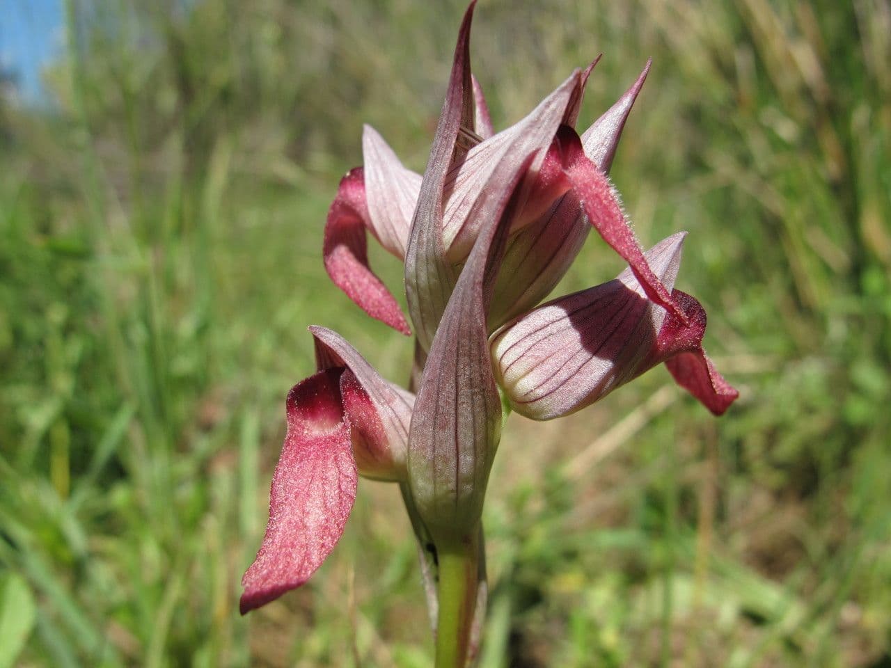 Serapias olbia 4