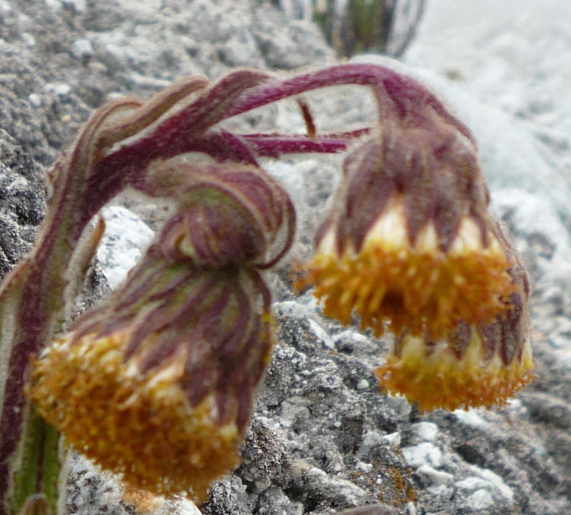 Senecione 5