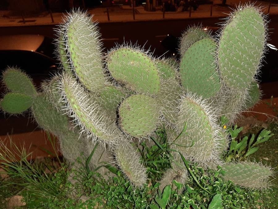 Opuntia leucotricha 13