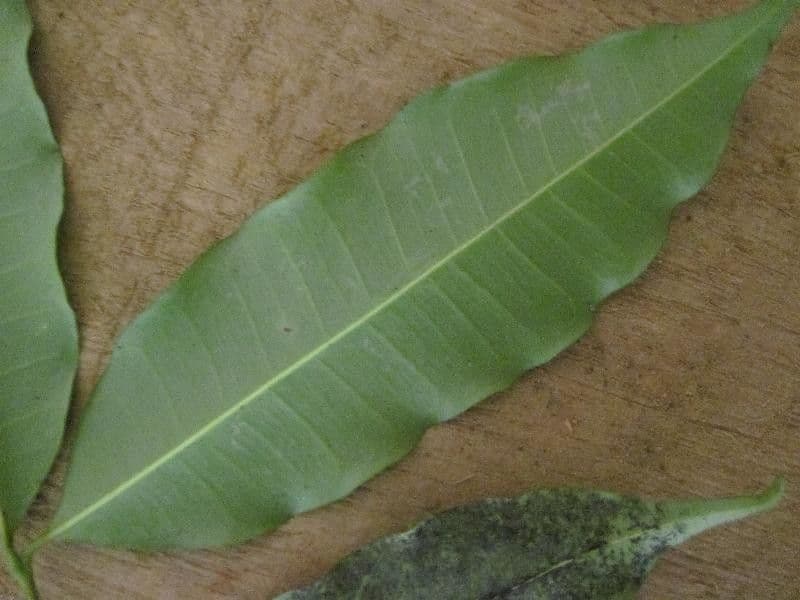 Parahancornia 5
