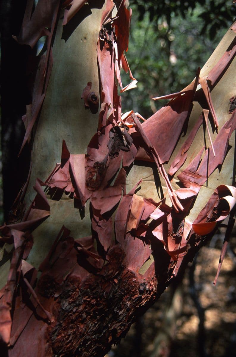 Arbutus xalapensis 24