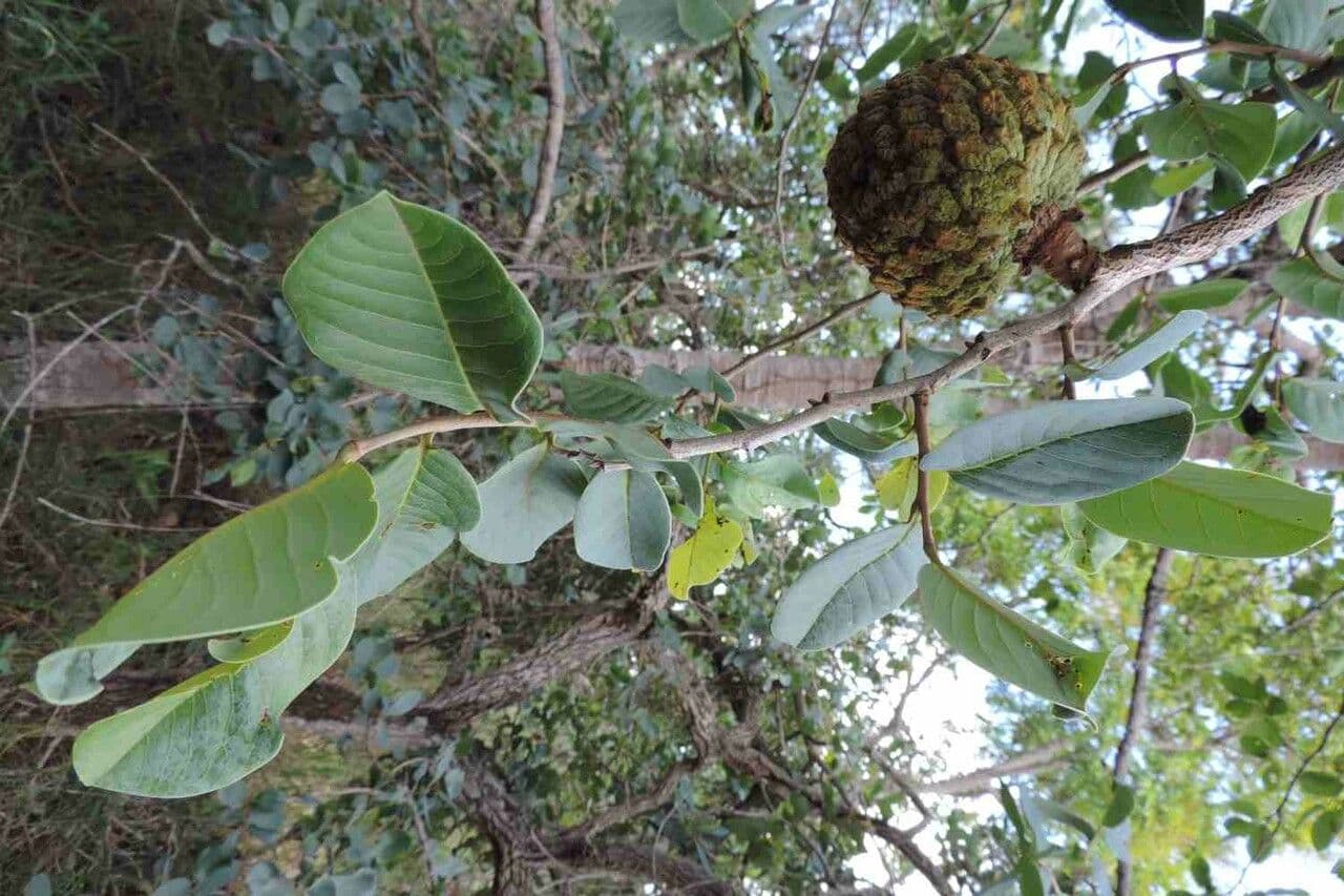 Annona crassiflora 4