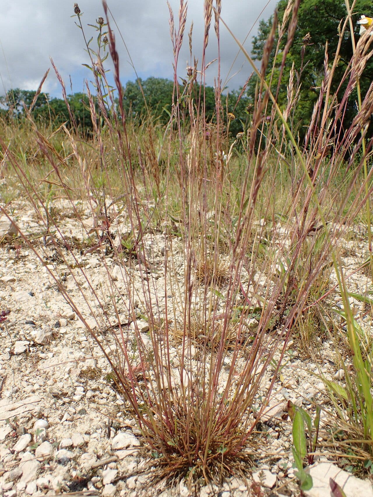 Festuca rossa 13