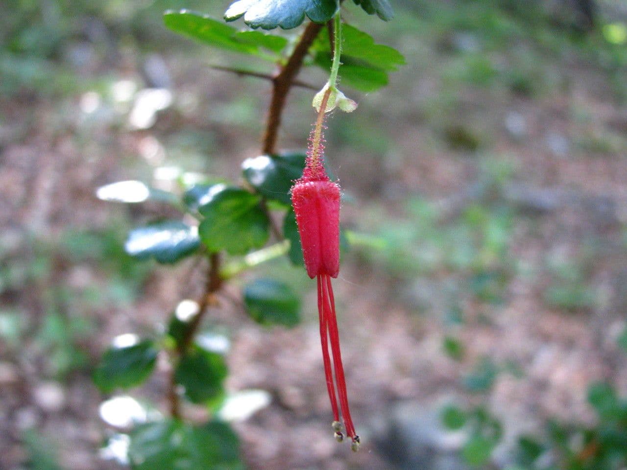 Fuchsiöse johannisbeere 24