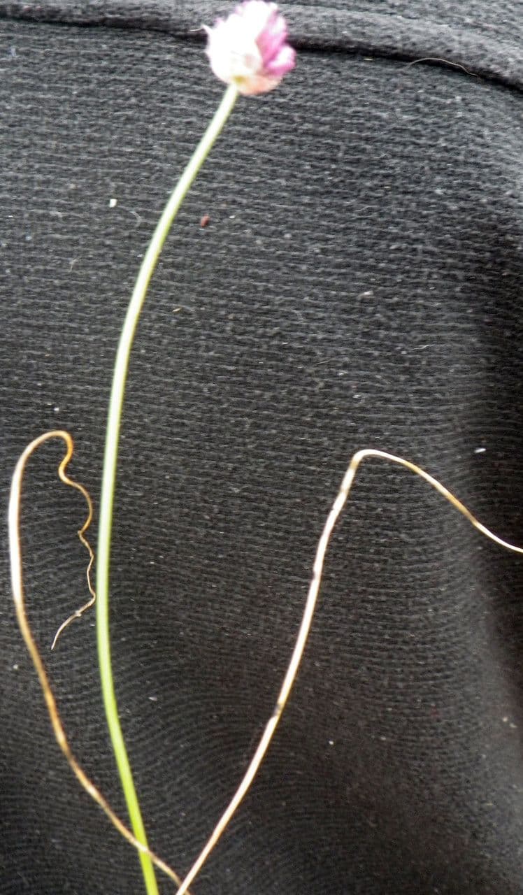 Aglio 6