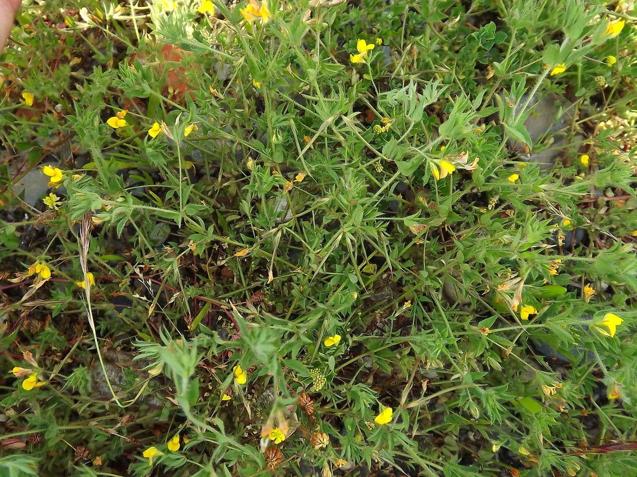 Schmalblättriger Bocksbart 25