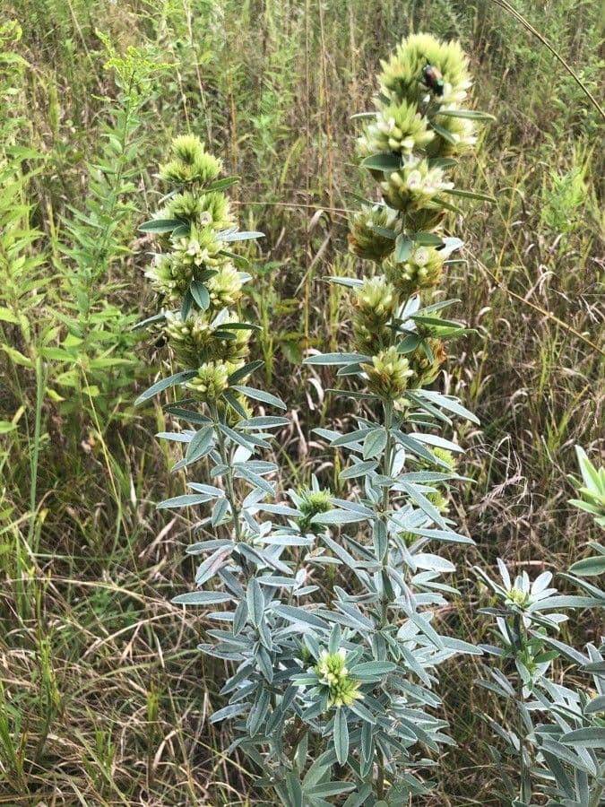 Lespedeza capitata 20