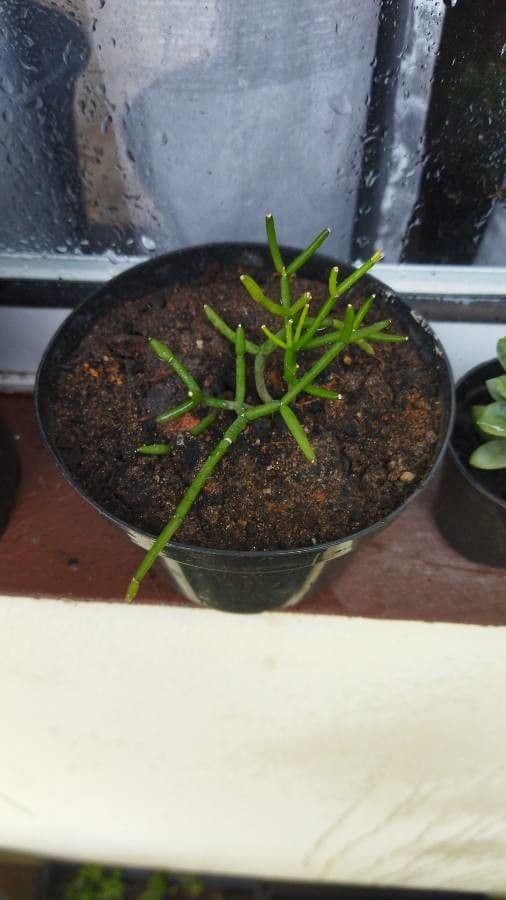 Cactus vischio 16