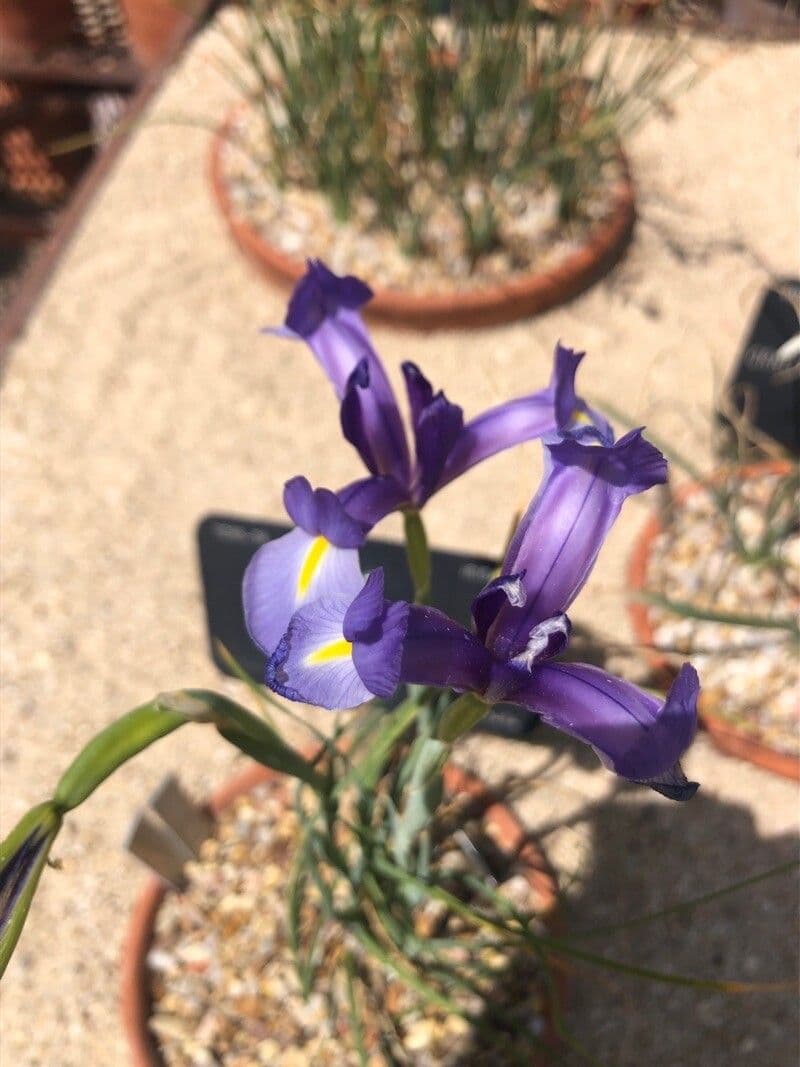 Iris 2
