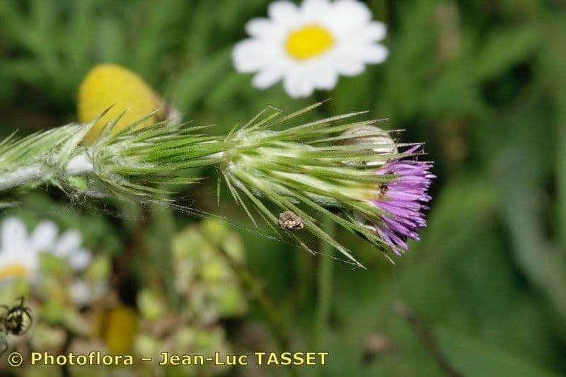 Distel 3