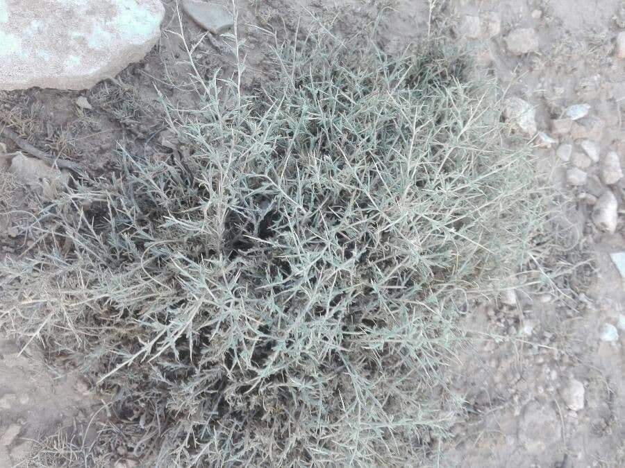 Salicornia spinosa 2