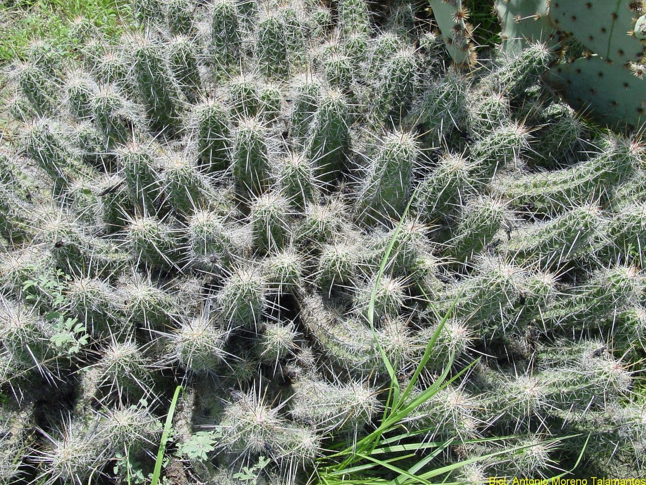 Cactus banana 13