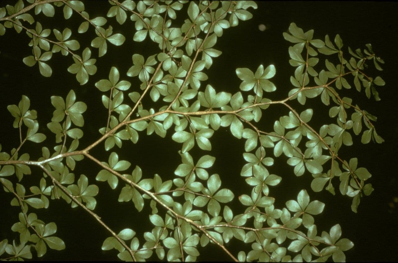 Terminalia amazonia