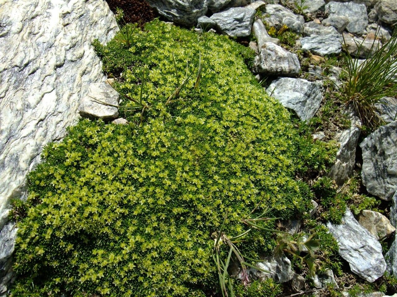 Minuartia sedoide 11