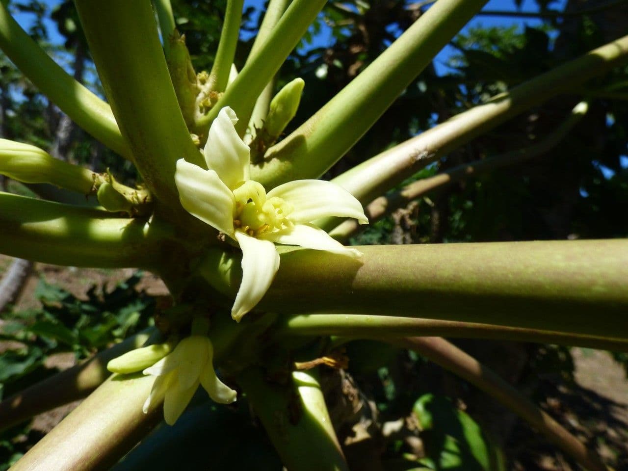 Papaya 9
