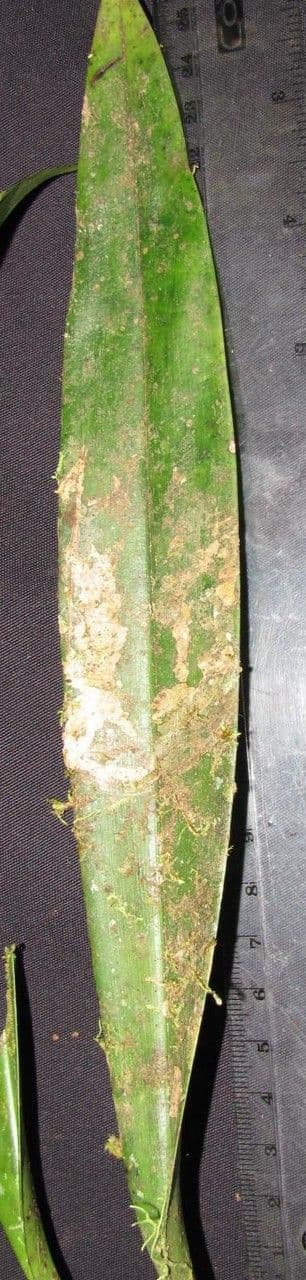 Trichopilia 6