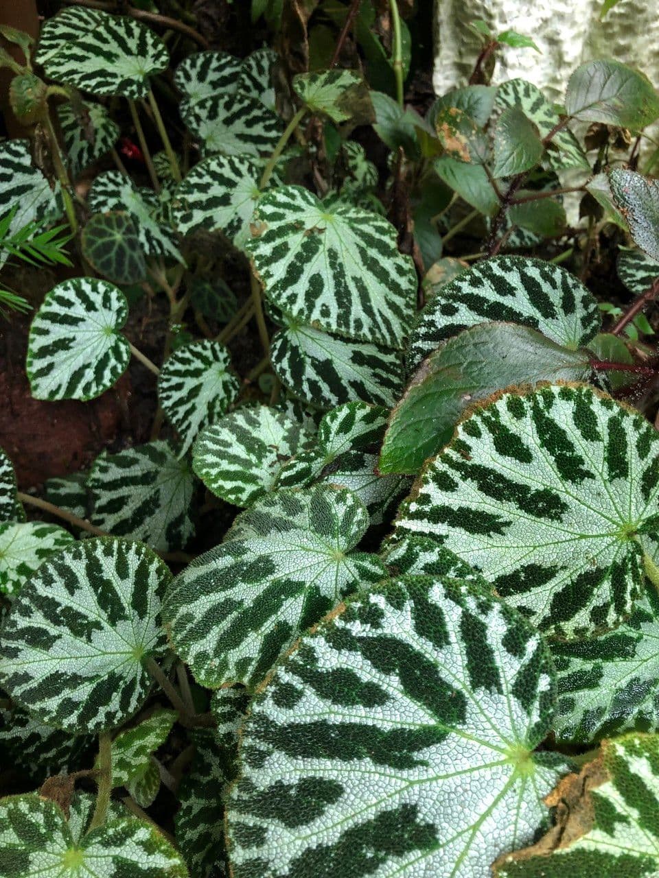Begonia 2