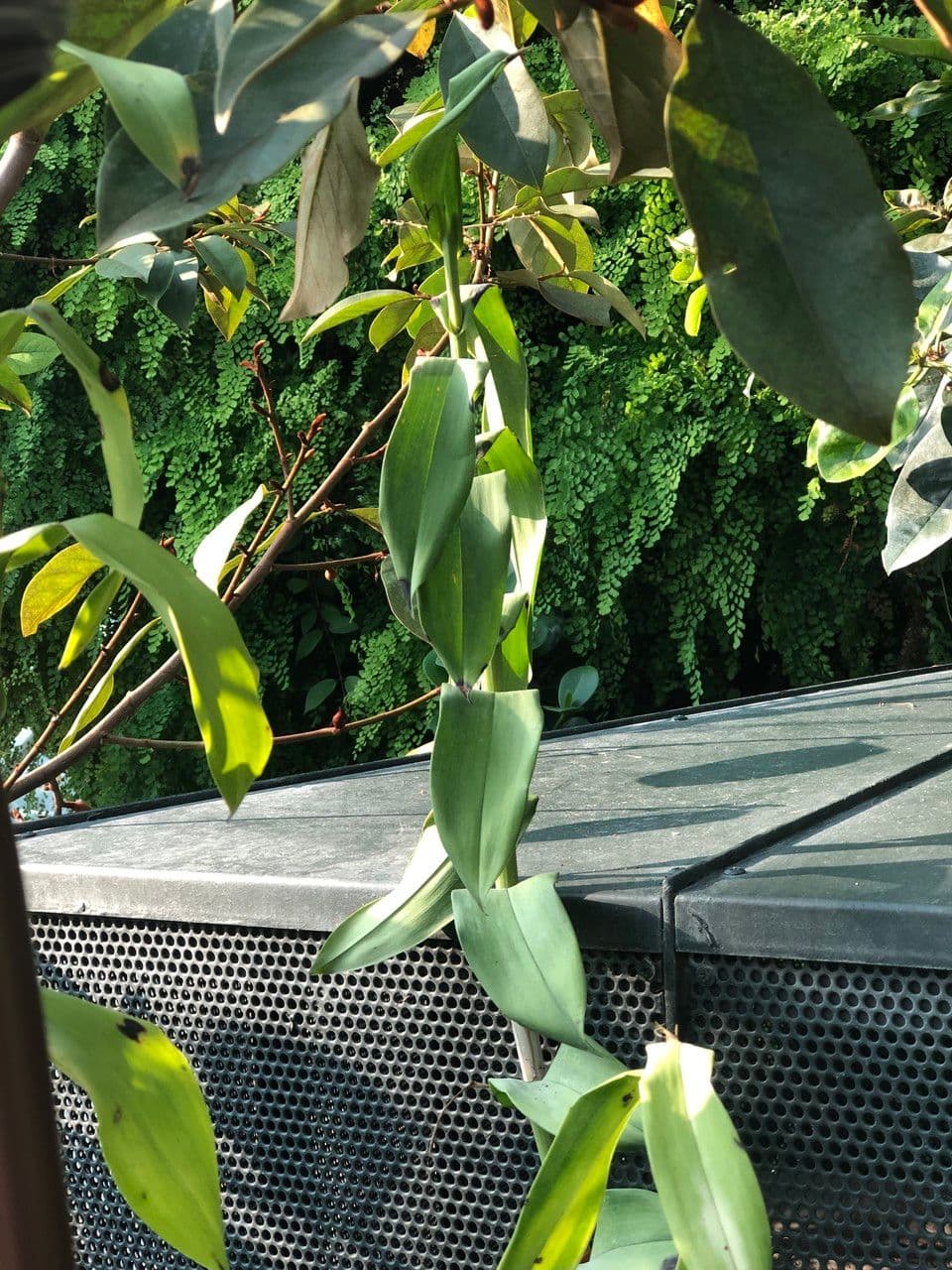 Epidendrum z Atacazo 10