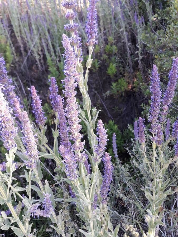 Nepeta tuberosa 5