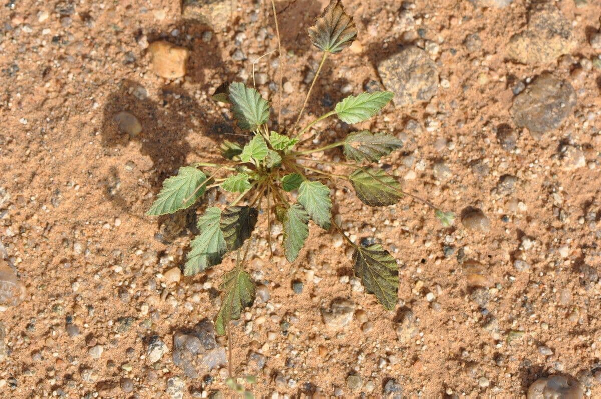 Monsonia 7