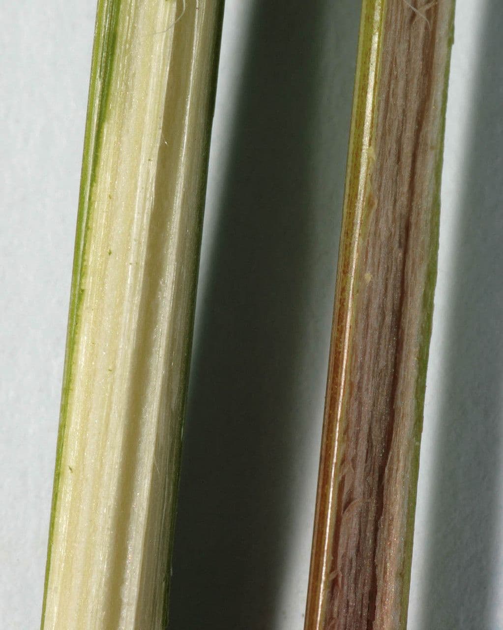 Junco marítimo 24