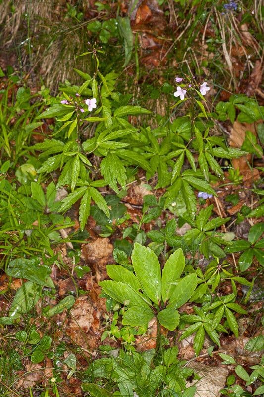 Kyčelnice cibulkonosná 14