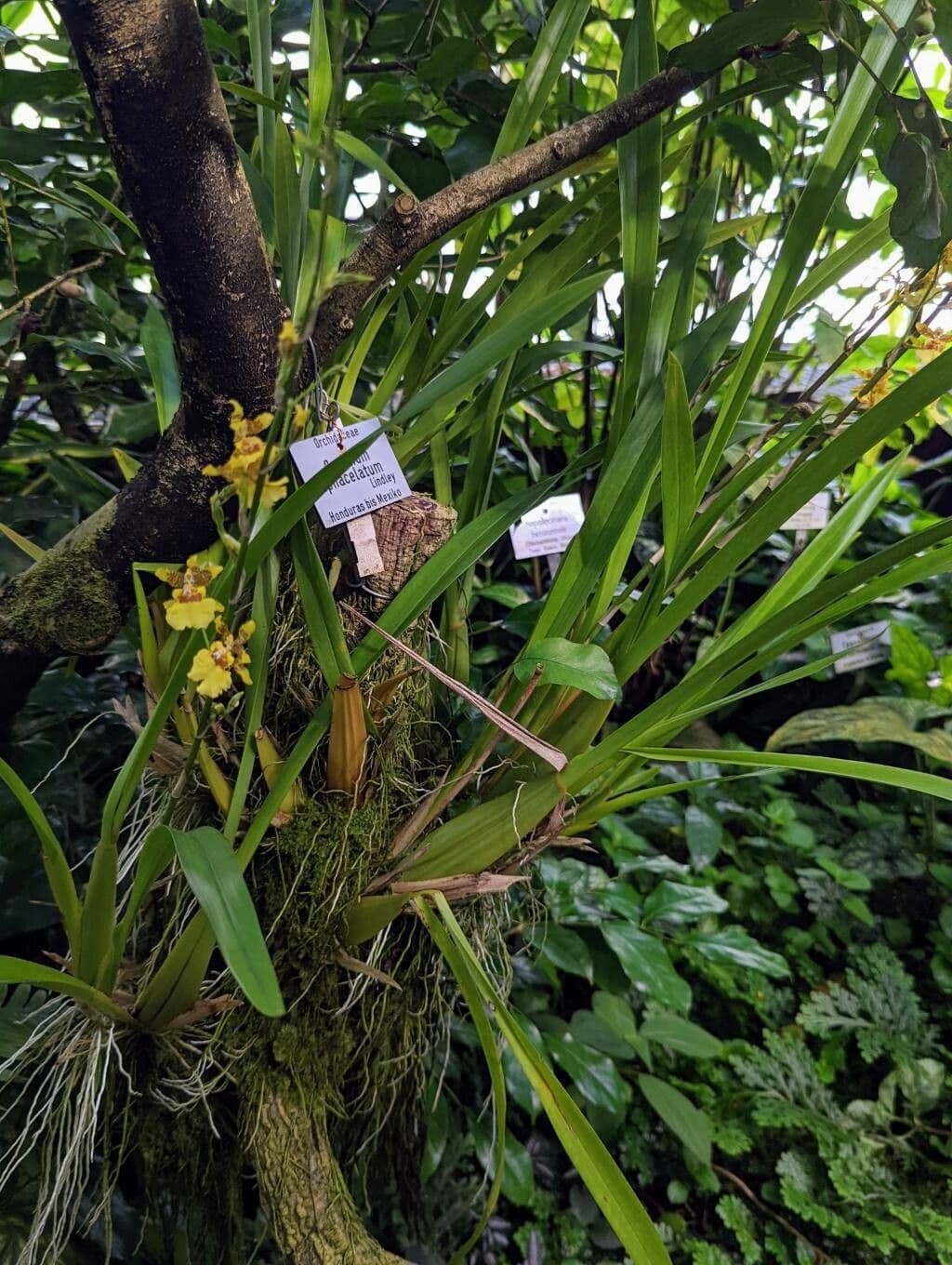 Oncidium sphacelatum 9