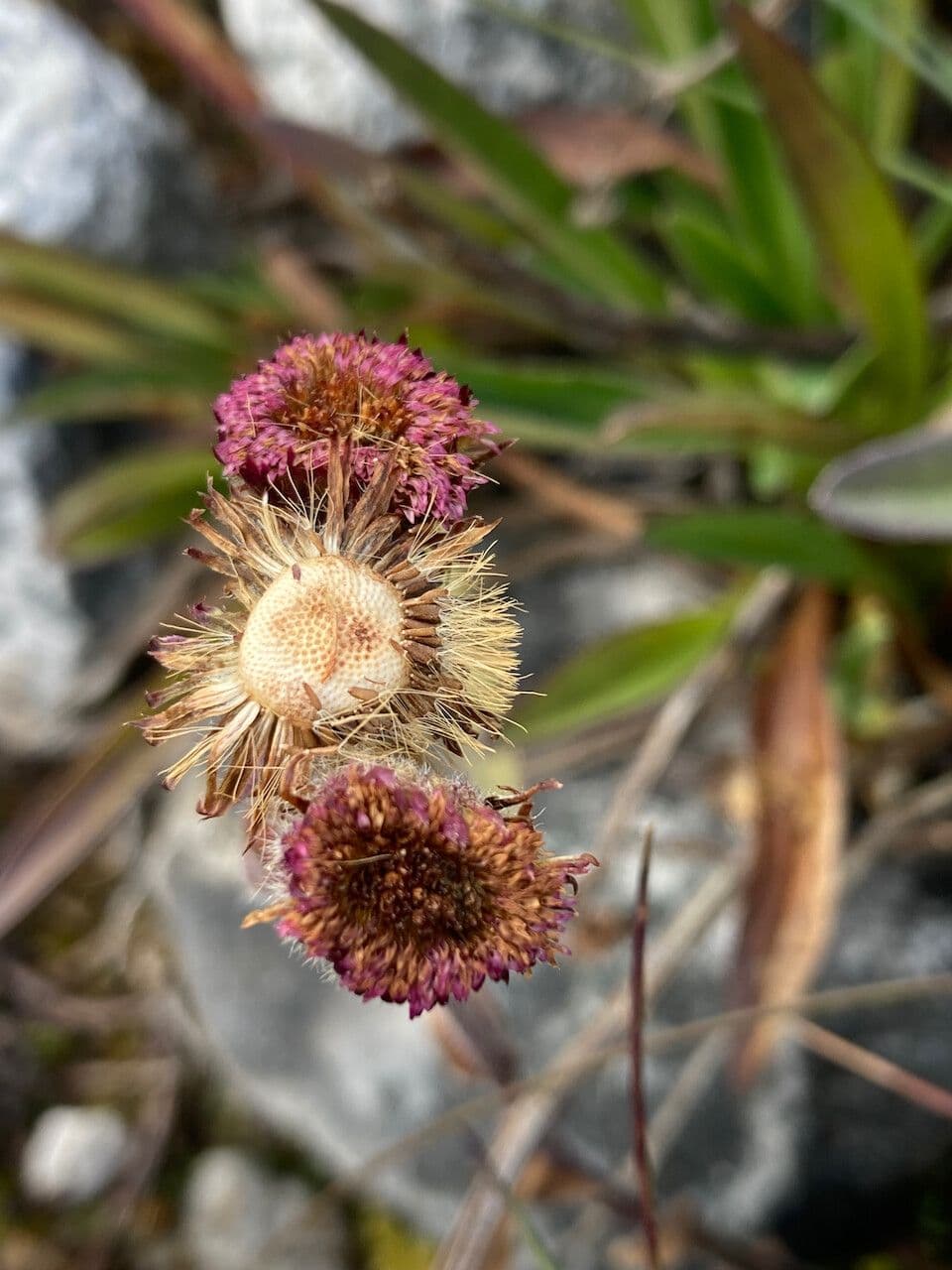 Erigeron 3