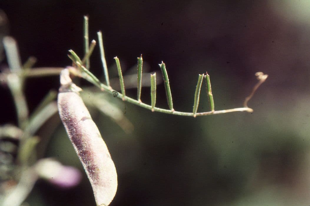 Vesce pèlerine 4