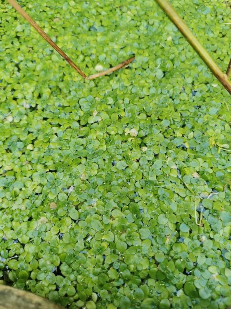 Teich-Wasserstern 6